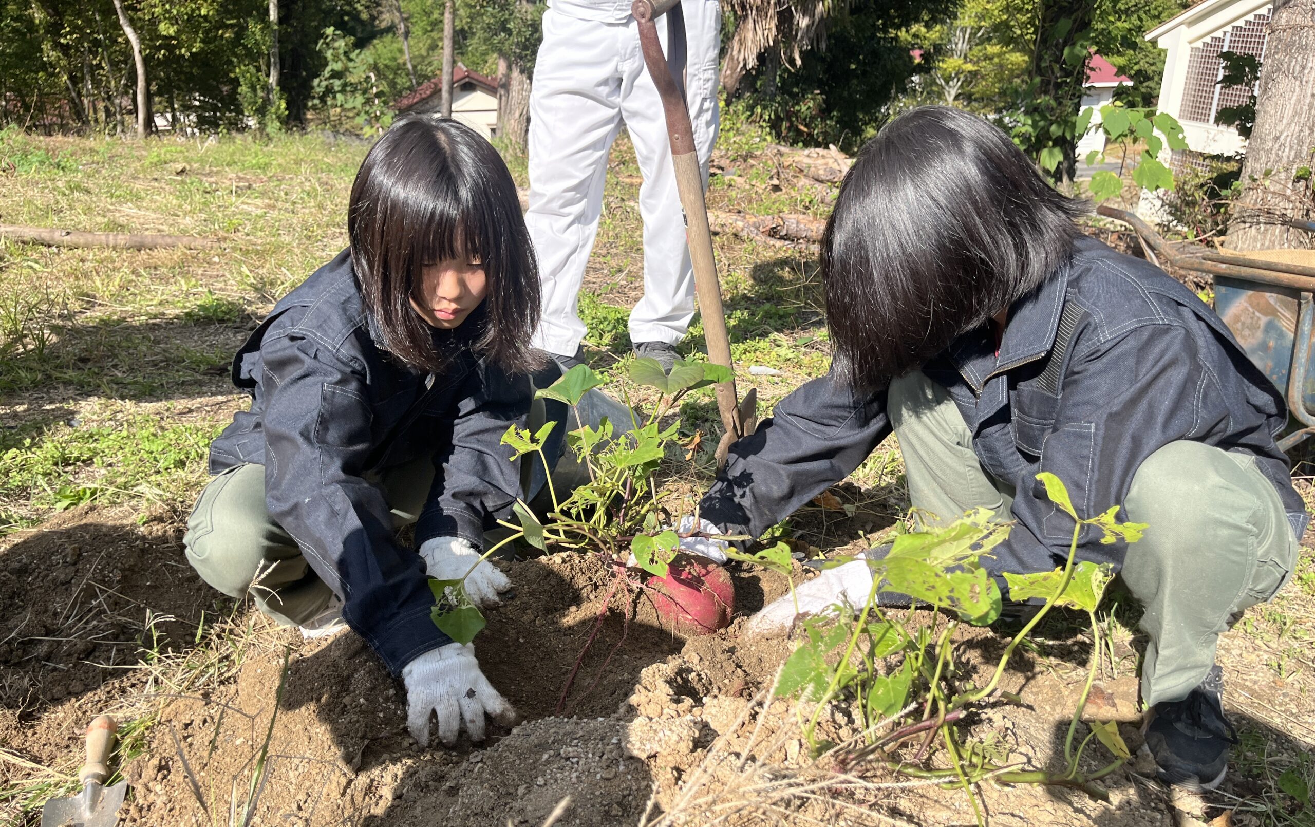 緑化システムコース【さつまいも収穫】